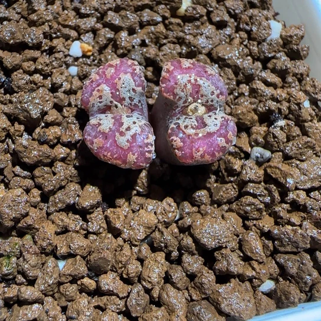 肉锥多肉植物组合-mro15、238