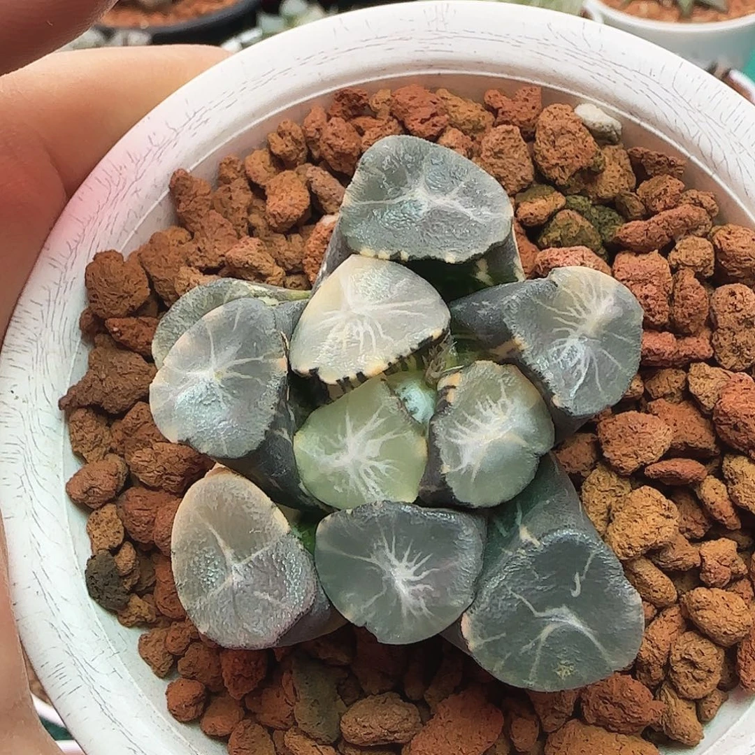 十二玉楼 山之翠锦