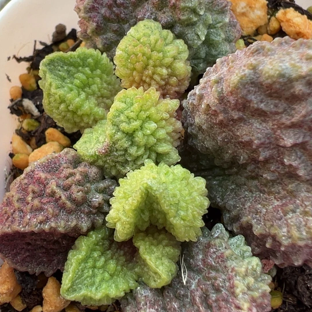 油亮大炸刺款新品多肉植物水泡