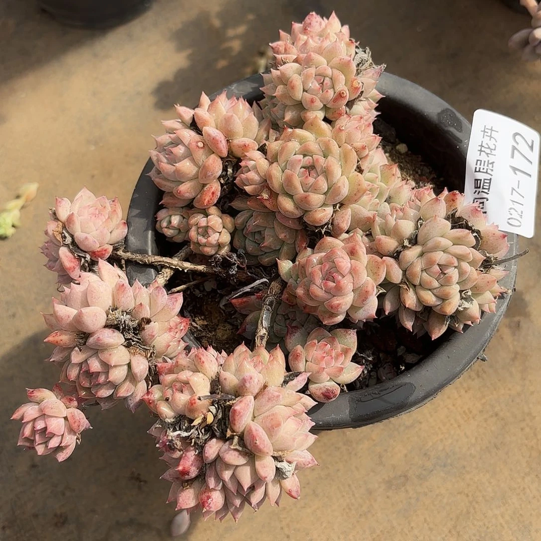 同温层多肉霜花172