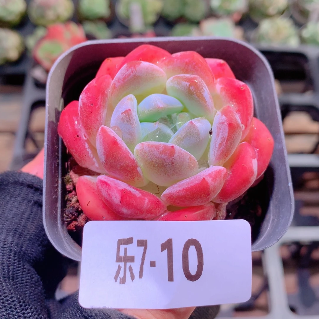 乐然7-10 冰糖单头