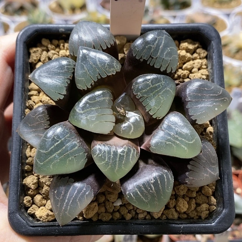 【闪购商品】154爱神克