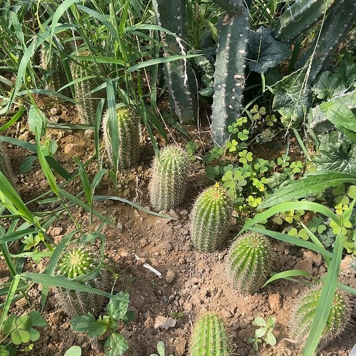 月***上时光20的毛花柱毛花柱