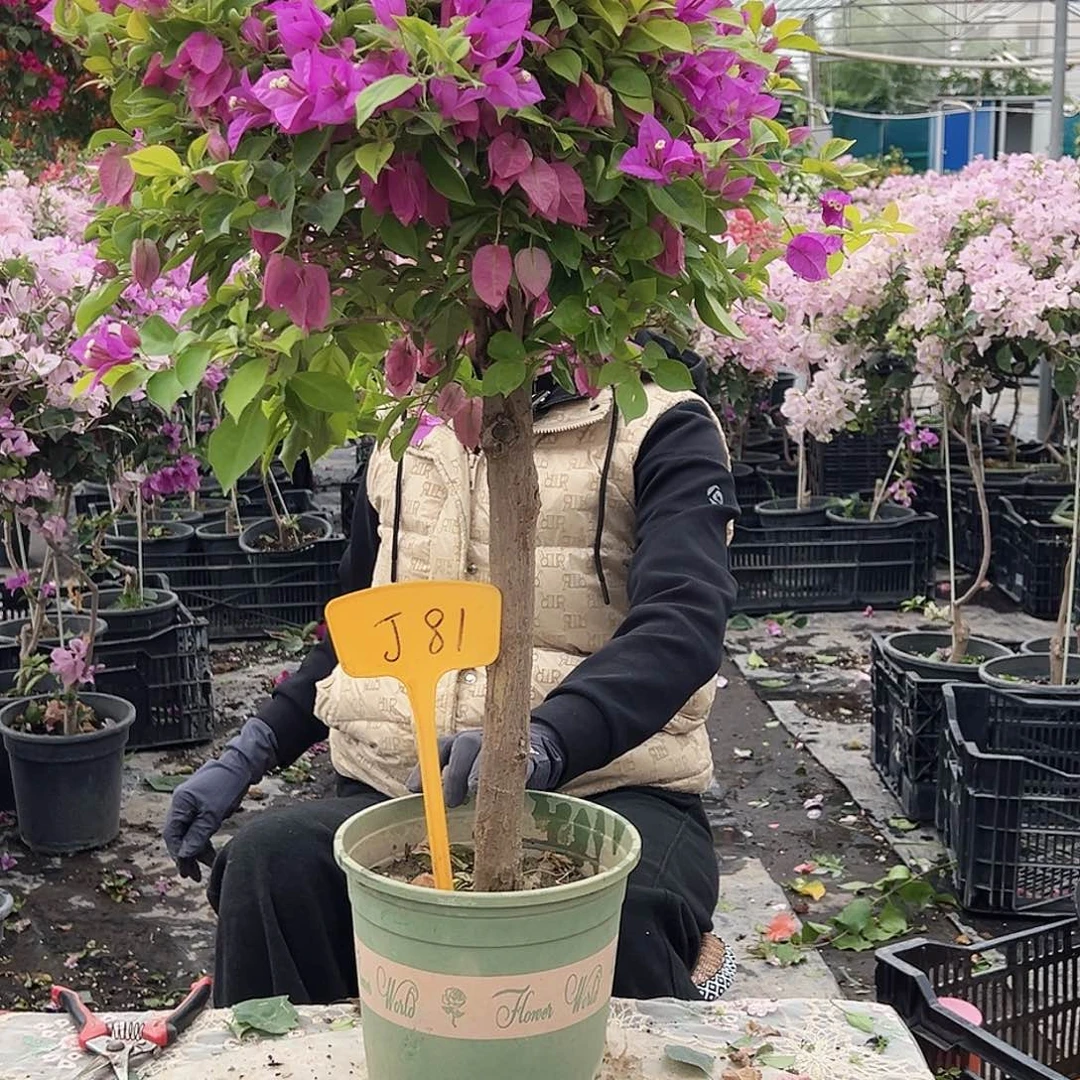 用***1大部分花苞少量开放J81金钱豹，嫁接