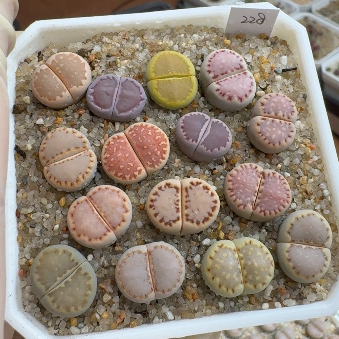 *****0915-056饼干饼干彩套