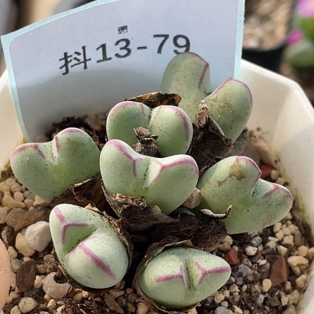 13-79将多肉植物肉锥
