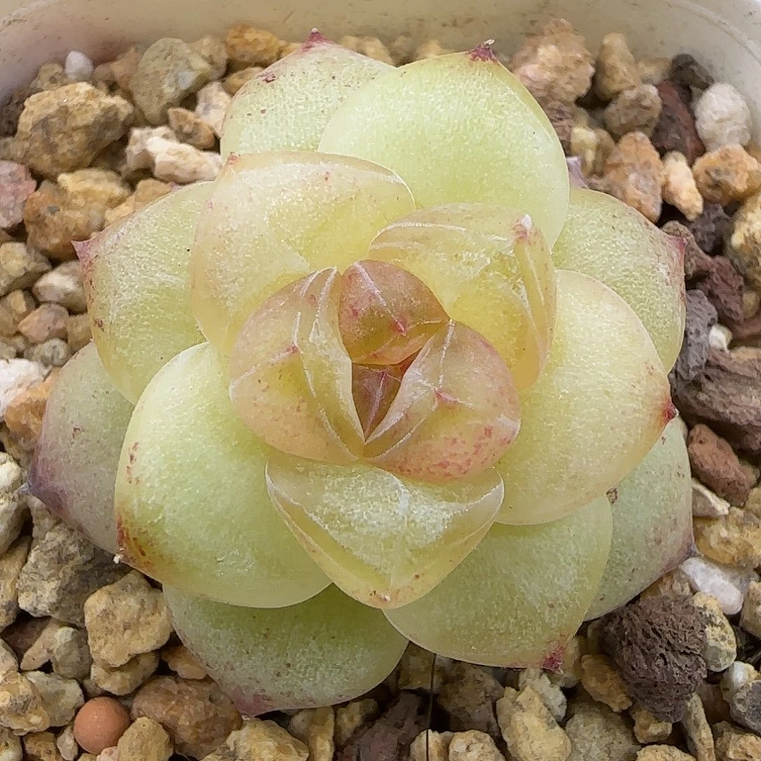 981黄透体3.5公分【满29包邮非偏远】