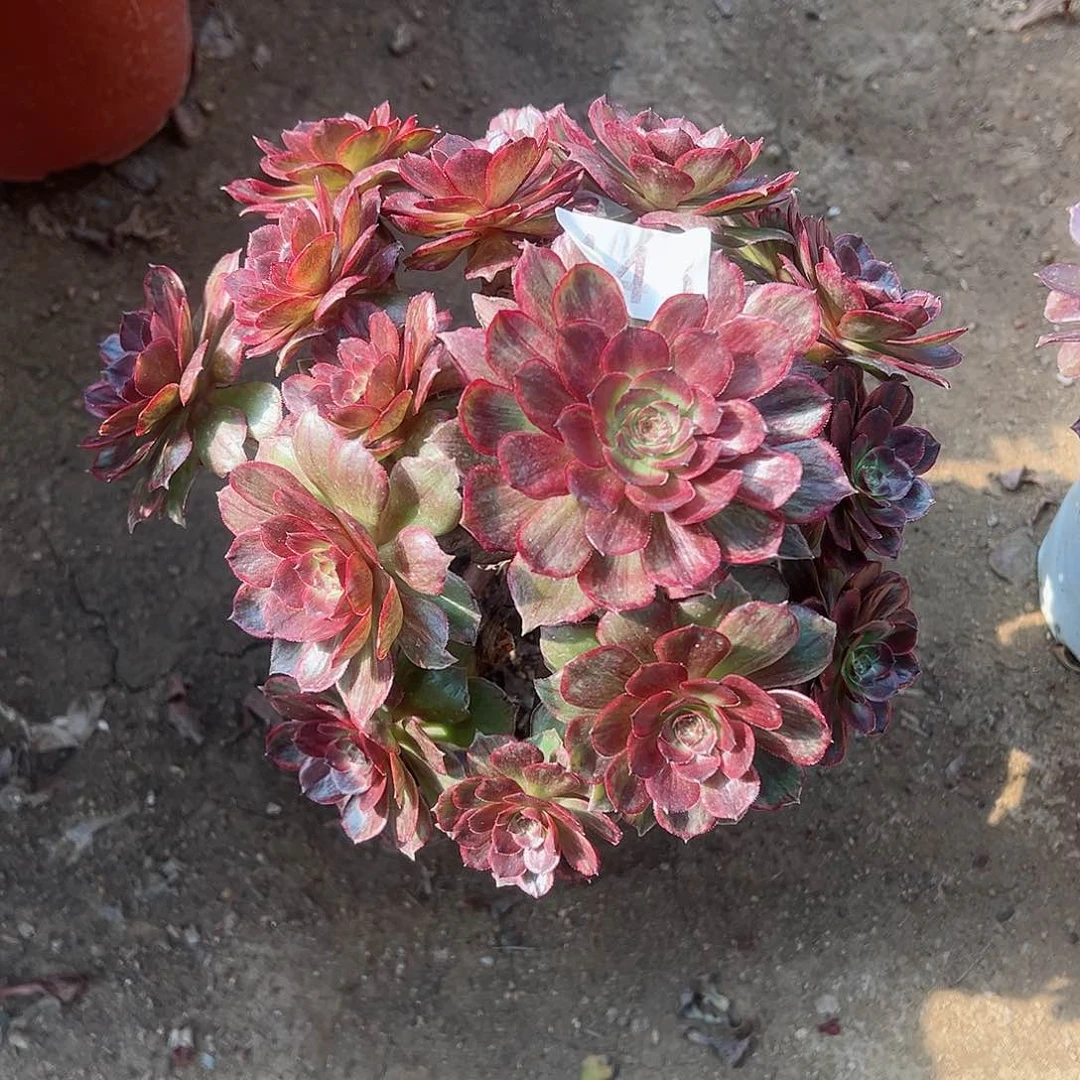 紫砂茶宠红霞老桩148号