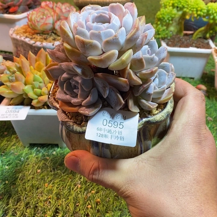 0595啊啊啊啊啊啊啊啊啊啊