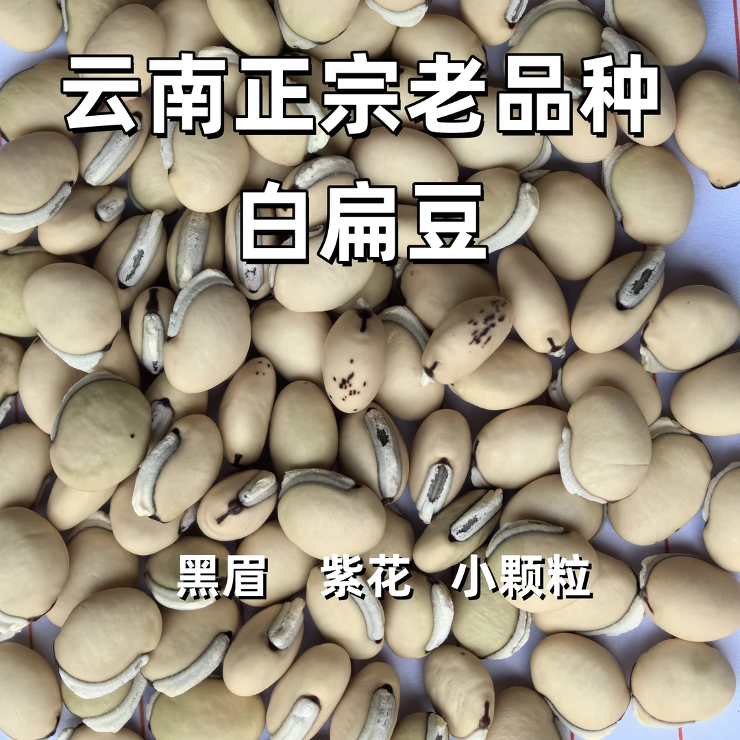 白扁豆云南老品种小颗粒黑边白扁豆熬粥煲汤