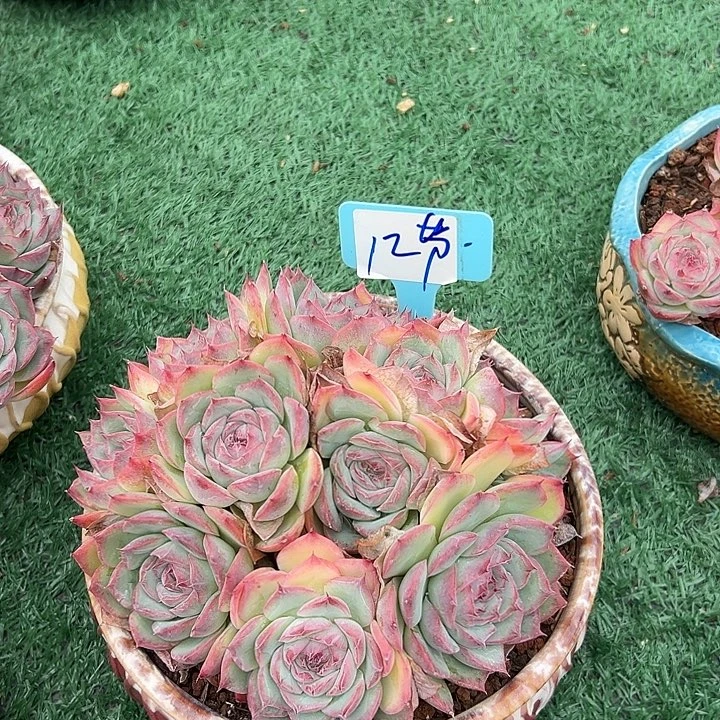 听***泪12粉水晶带盆一个多肉
