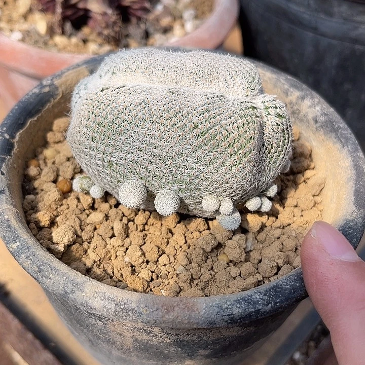 无花朵月世界缀化仙人球