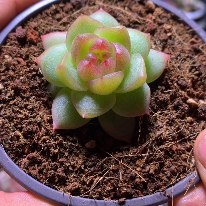 新品珍妮一物一拍