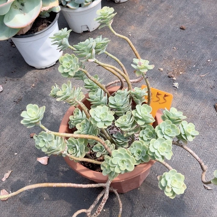 晨语多肉一物一拍255