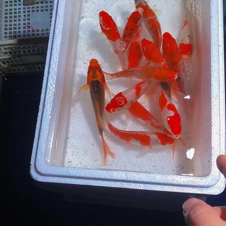 凯****锦鲤锦鲤活鱼开箱包活