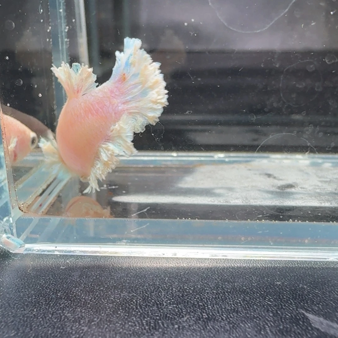 海水鱼14号拍品印尼斗鱼