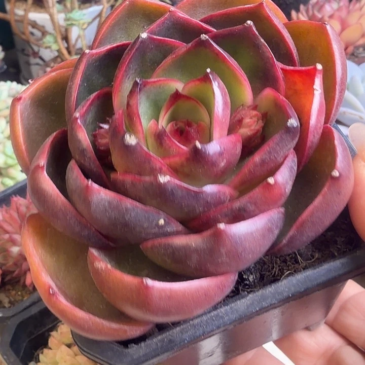 红灯多肉植物盆栽