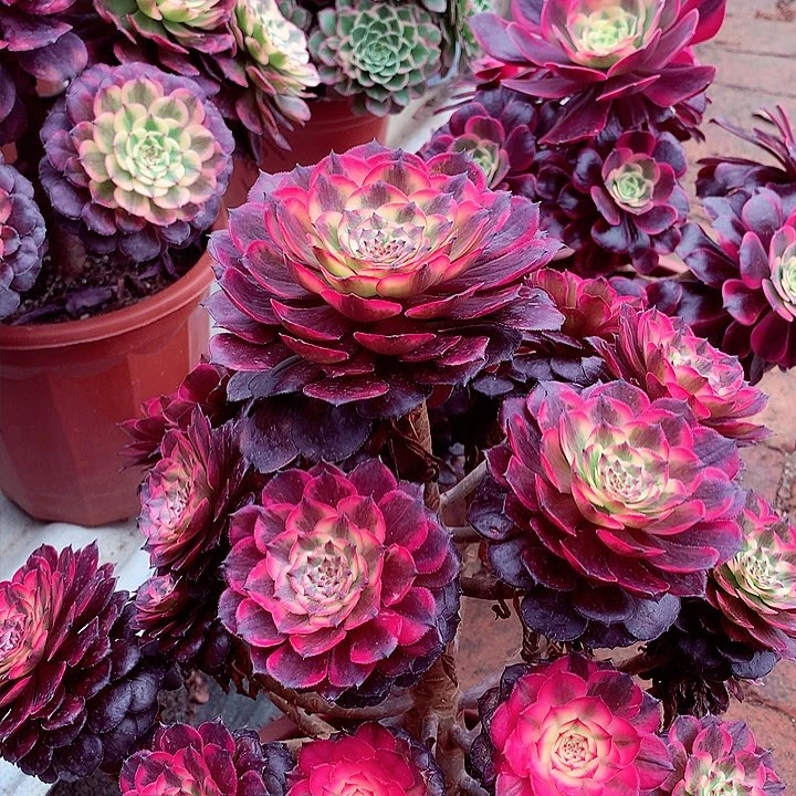 烟花的，多肉植物