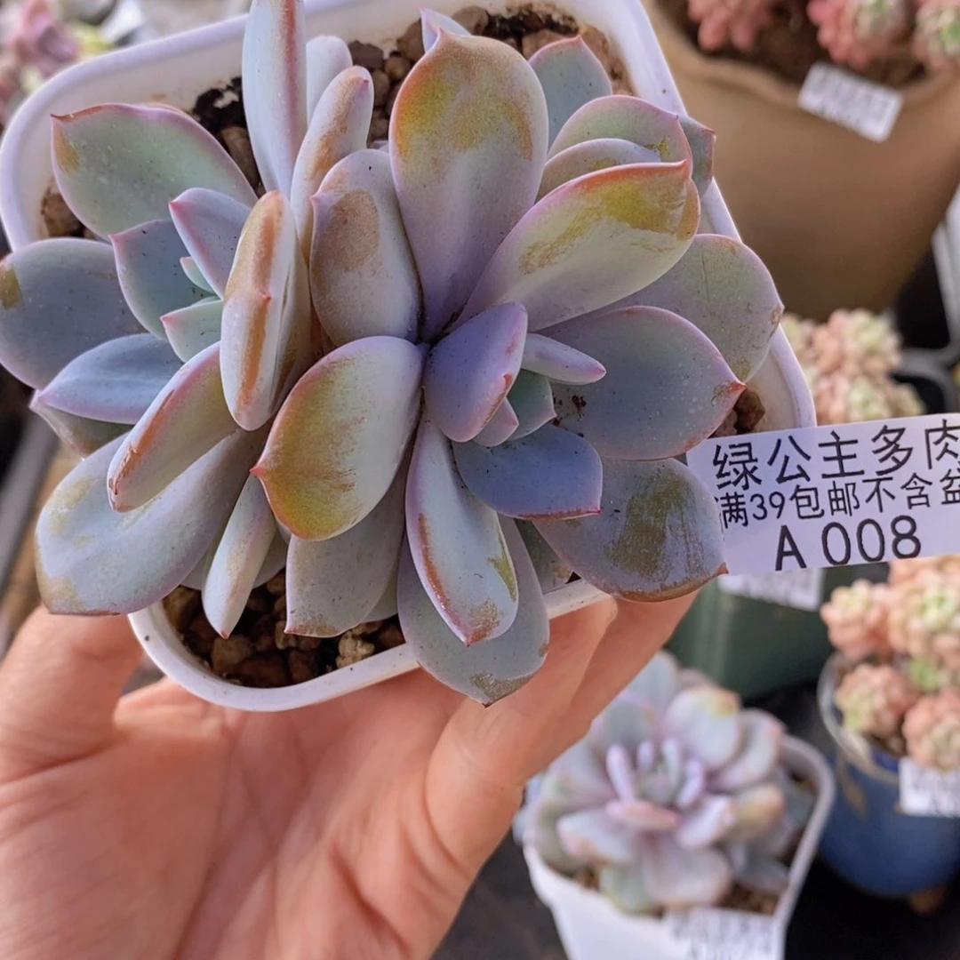 奶茶9cm008多肉植物