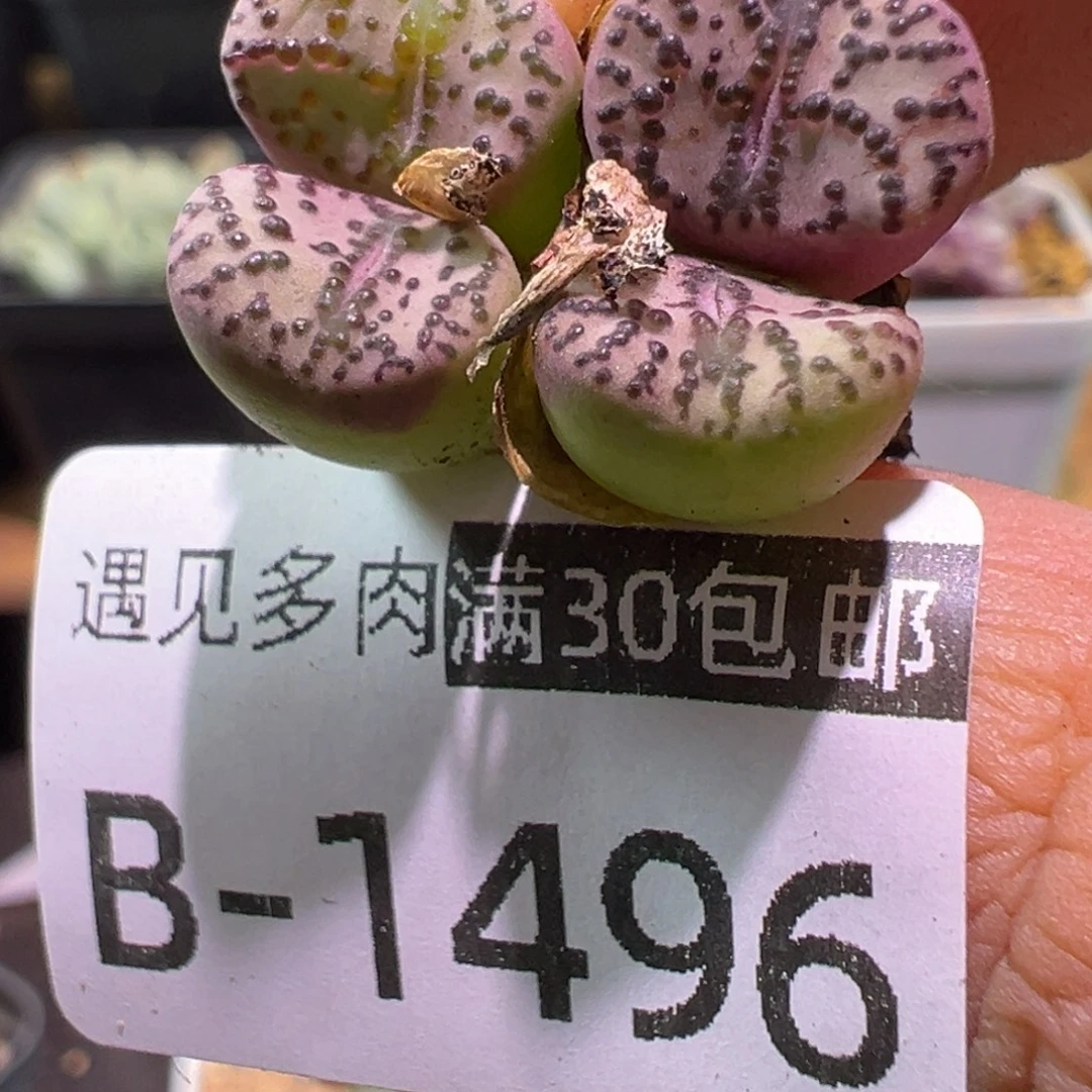 多肉植物1111111111111