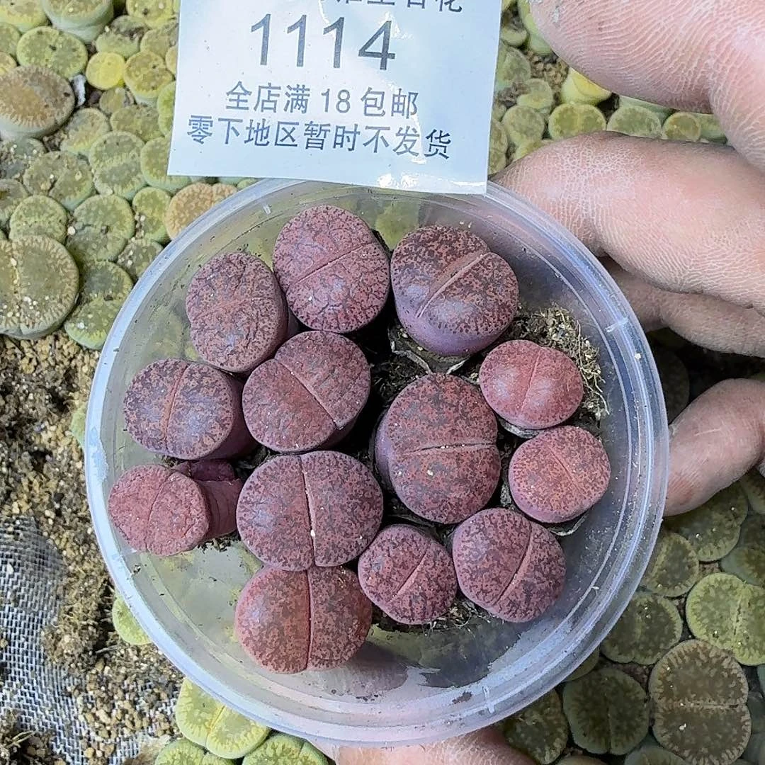 1114 哈哈哈哈哈哈哈