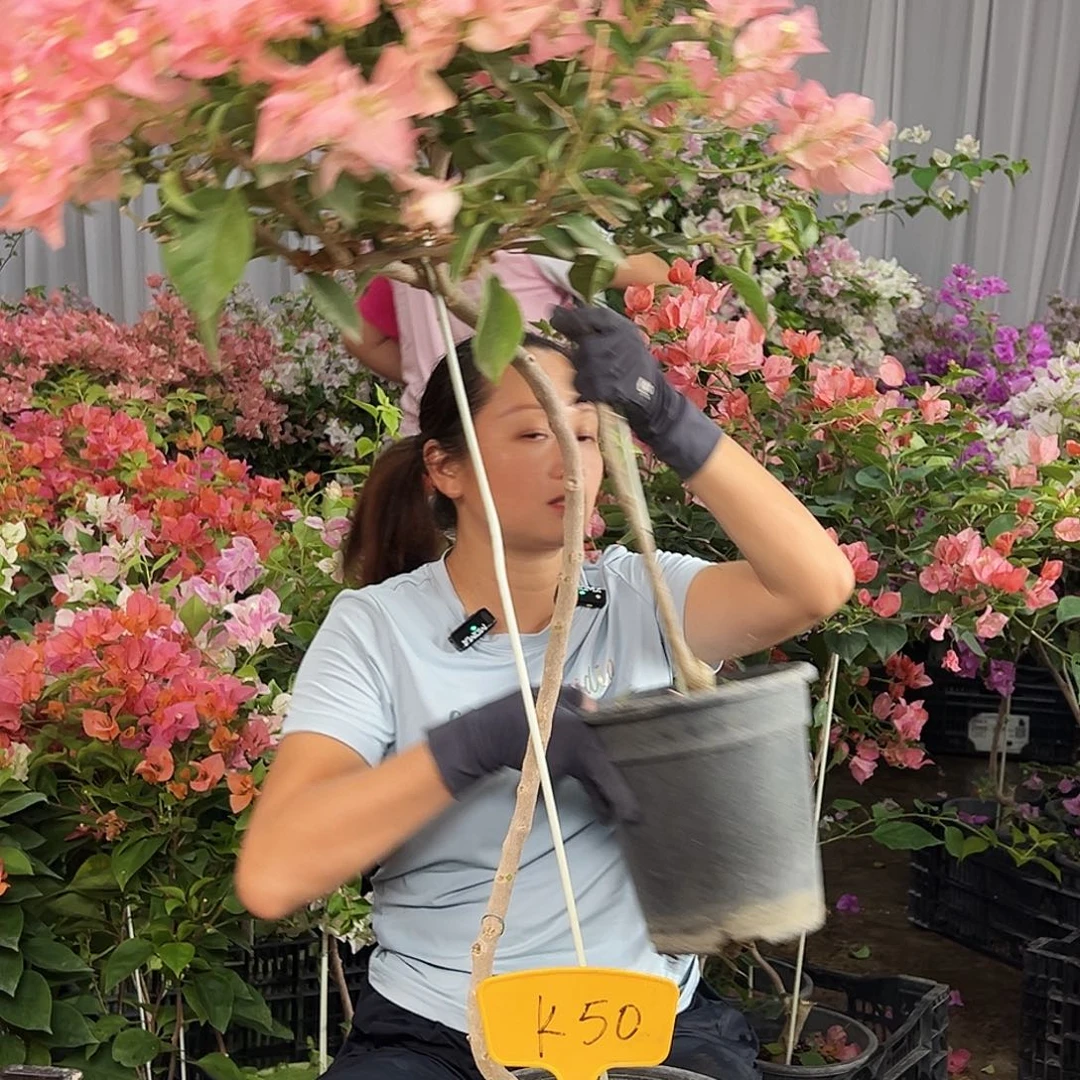 方***圆完全开放K50卡亚塔