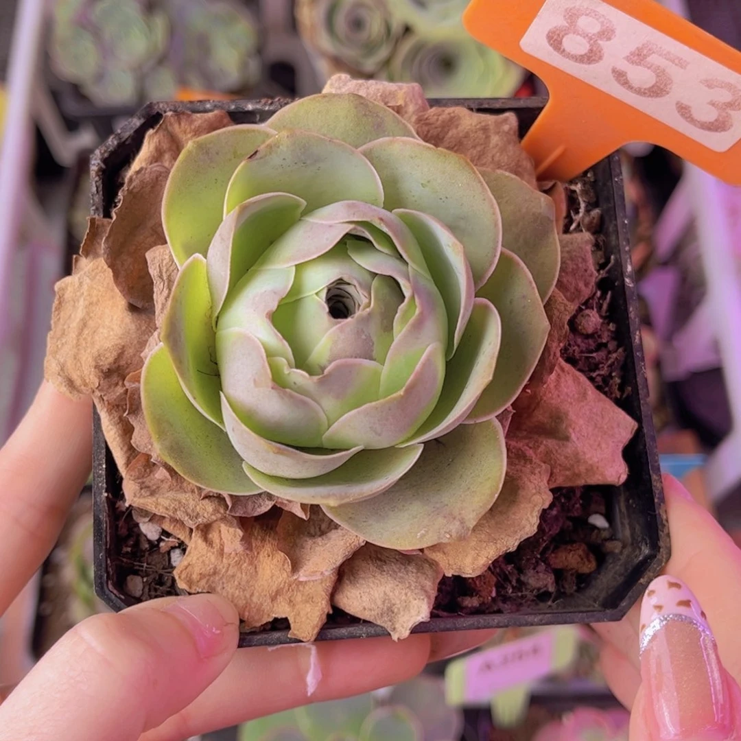 单品一物一拍853号