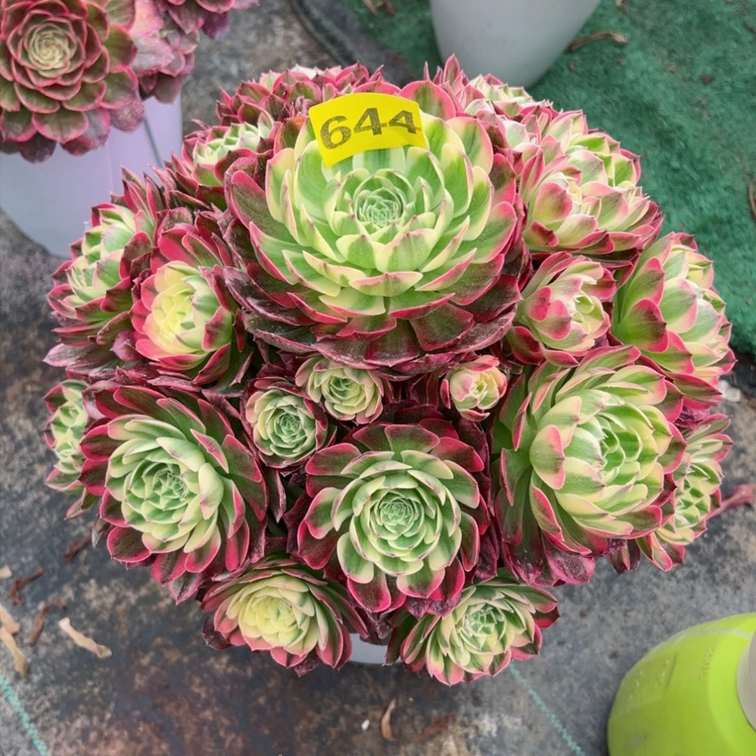 644海王法师多肉