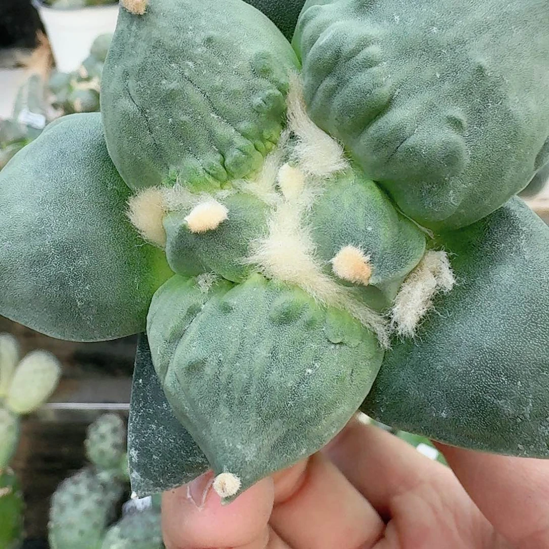 【闪购商品】无花朵福怒涛929