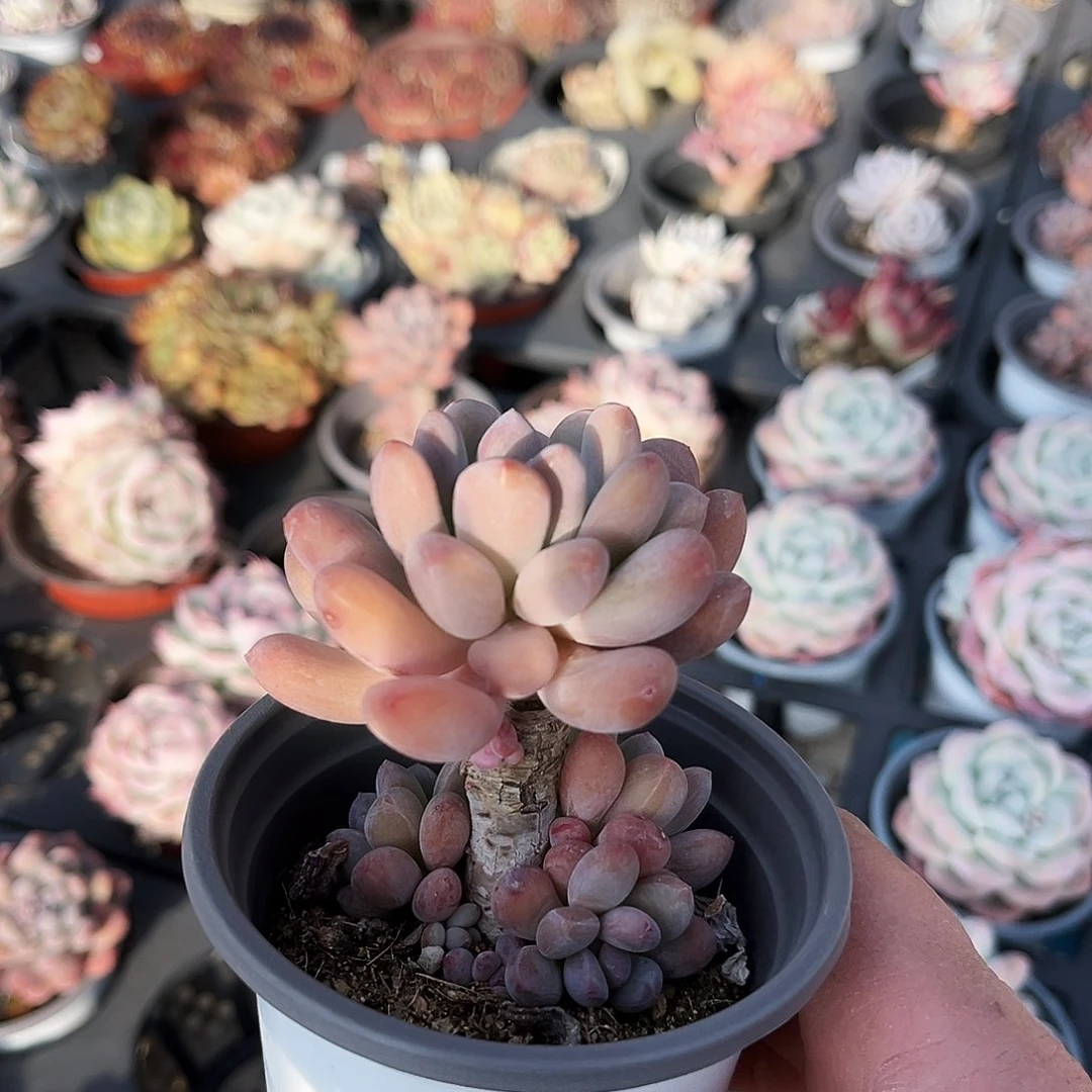 ?**s26多肉植物提取萃取剂中添加