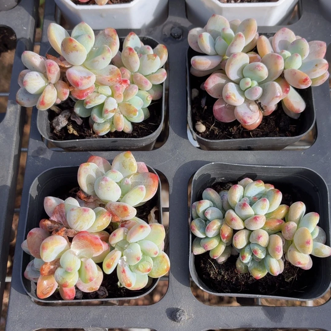 孤品劳尔多肉9.9包邮发货