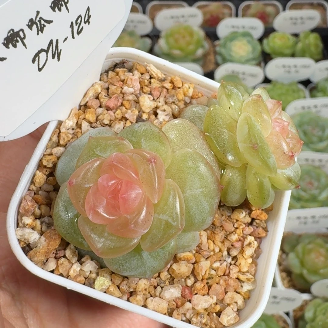 0923-124-抚云不包整