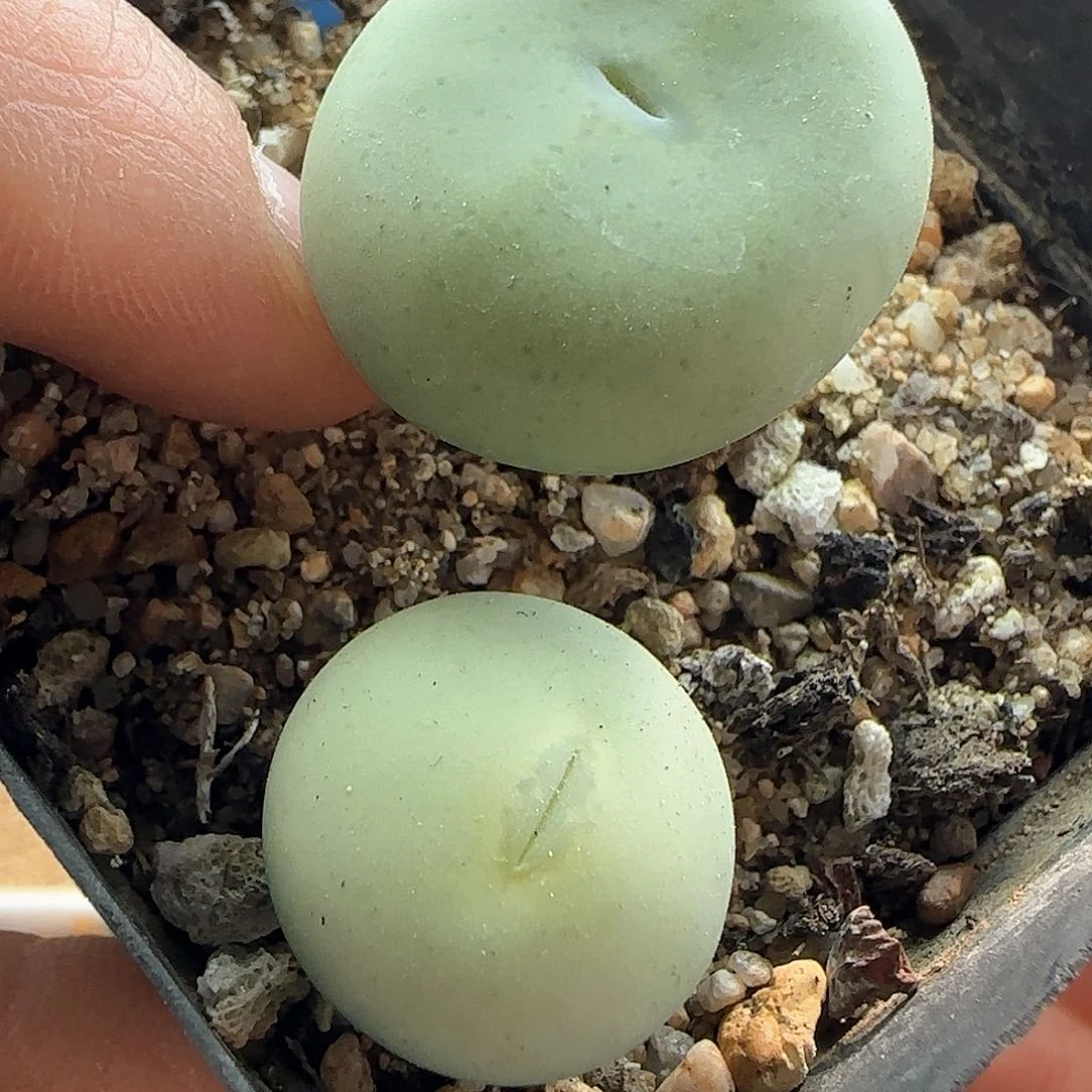 板****馆28包邮脱土发货29049