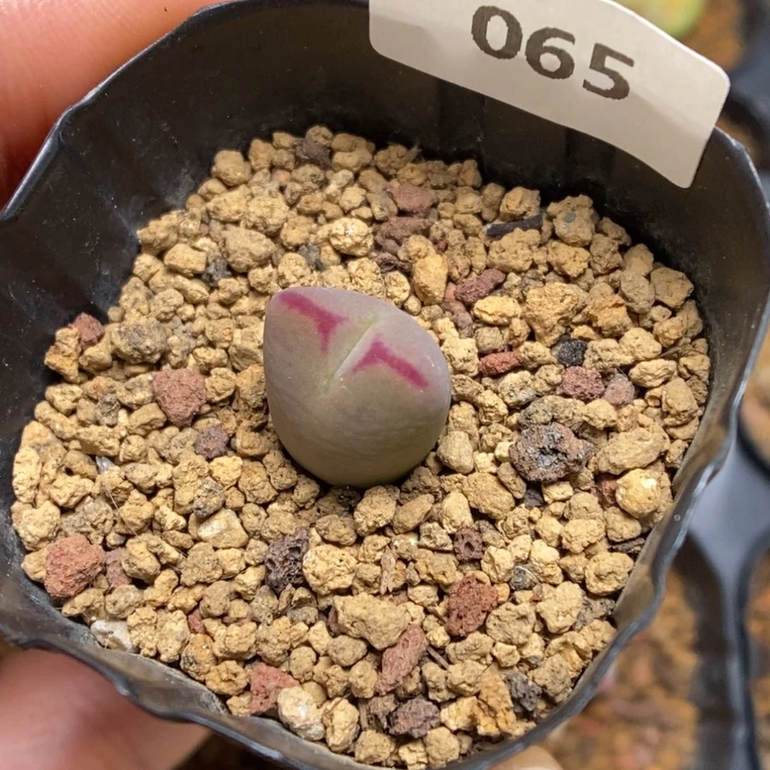 多肉植物肉锥杂交K-065 福利