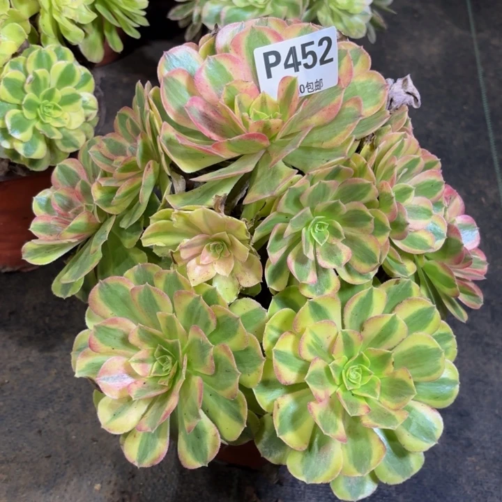 瑞妈多肉园艺452。雨荷