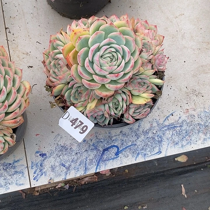 @***梦479侧影多肉植物多肉