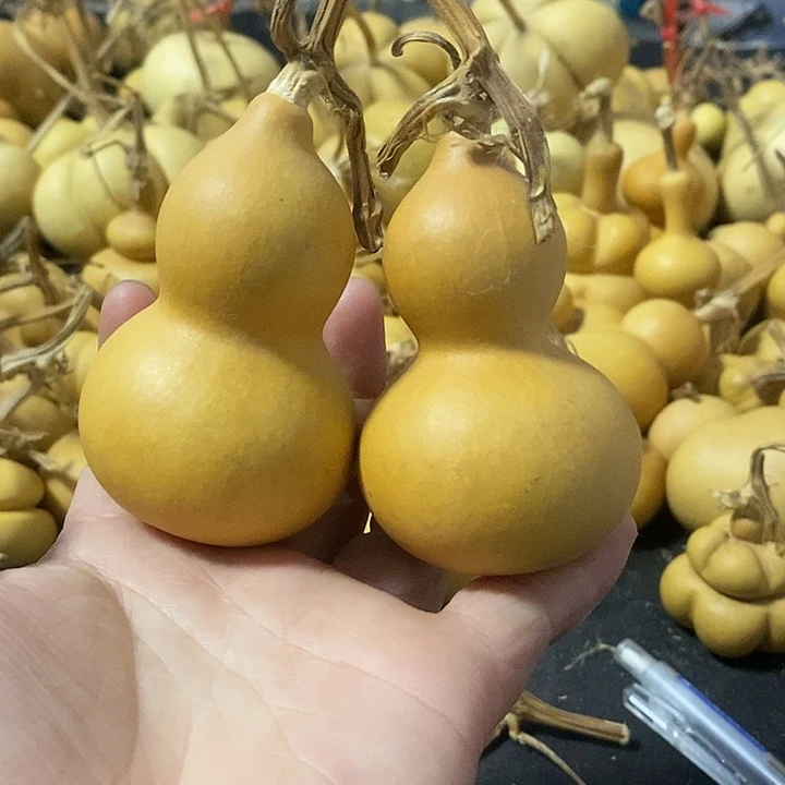 葫芦的颜色很好看