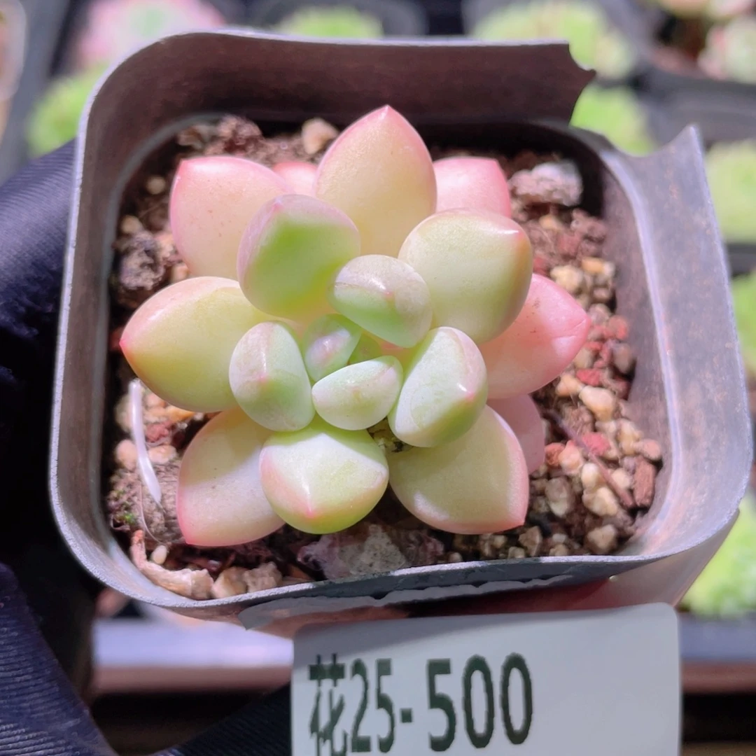 花利美25-500泡泡糖