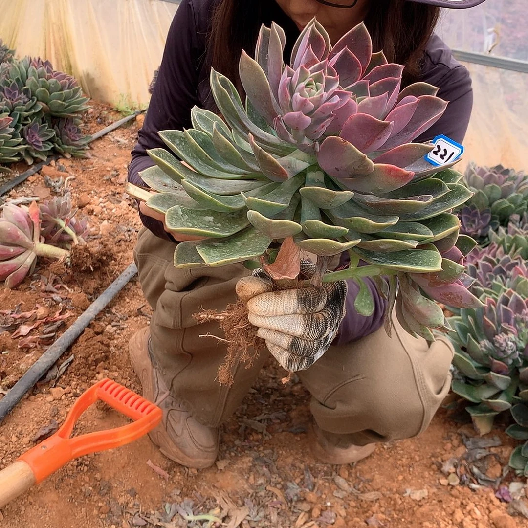 梁***）221 紫气东来一物一拍