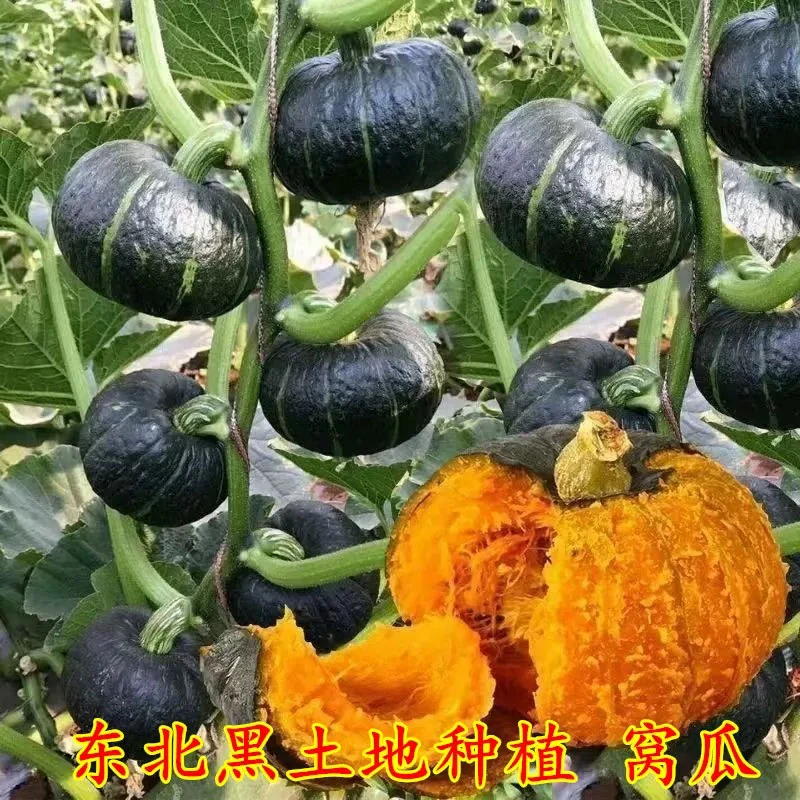 东北黑土地窝瓜谢花面农家自种