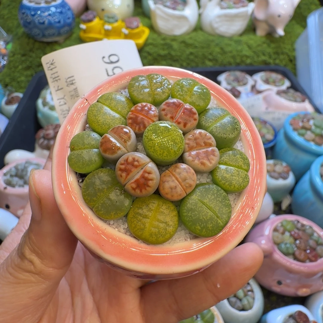 多肉植物福利冲656