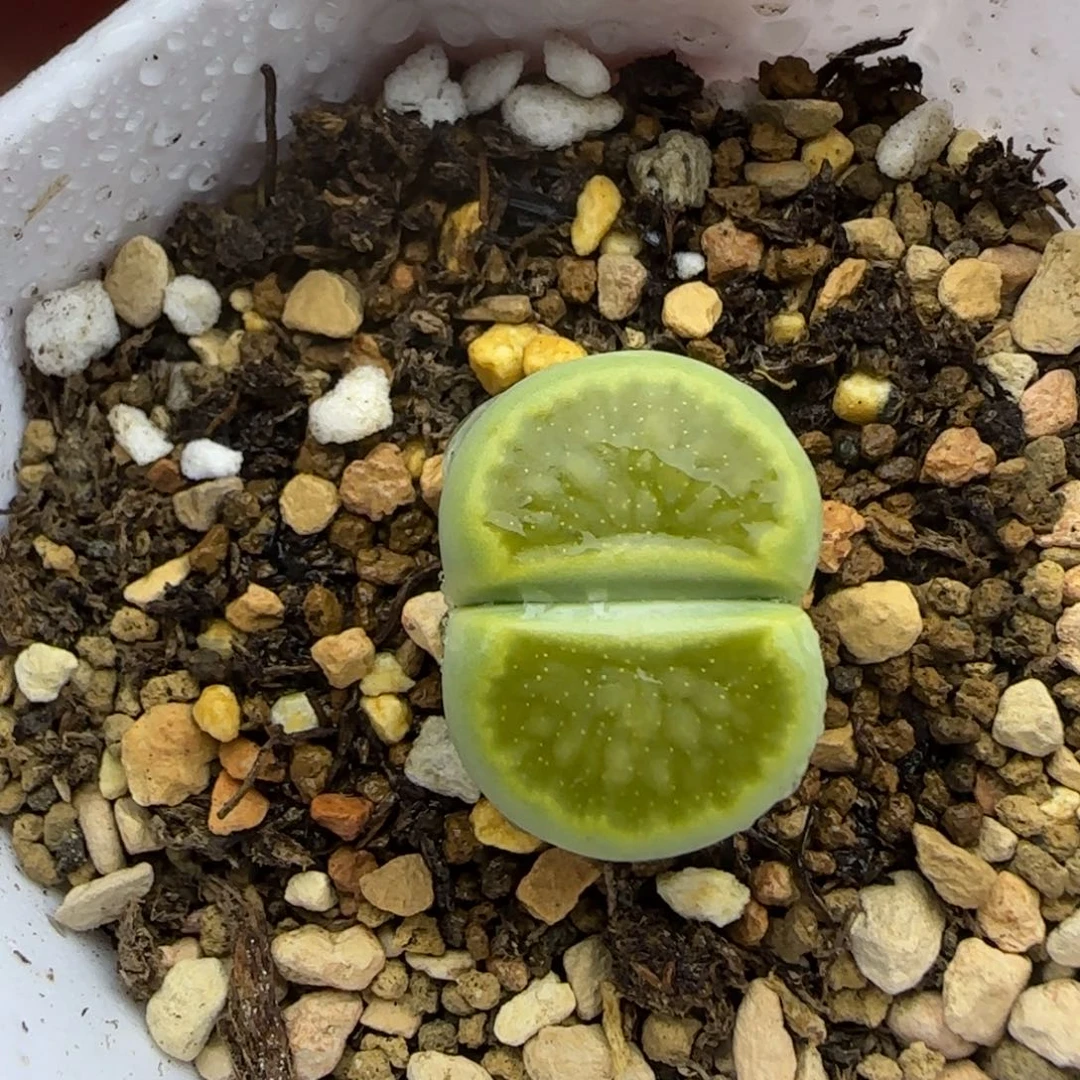 220星空晕染绿菊福利大棚直播
