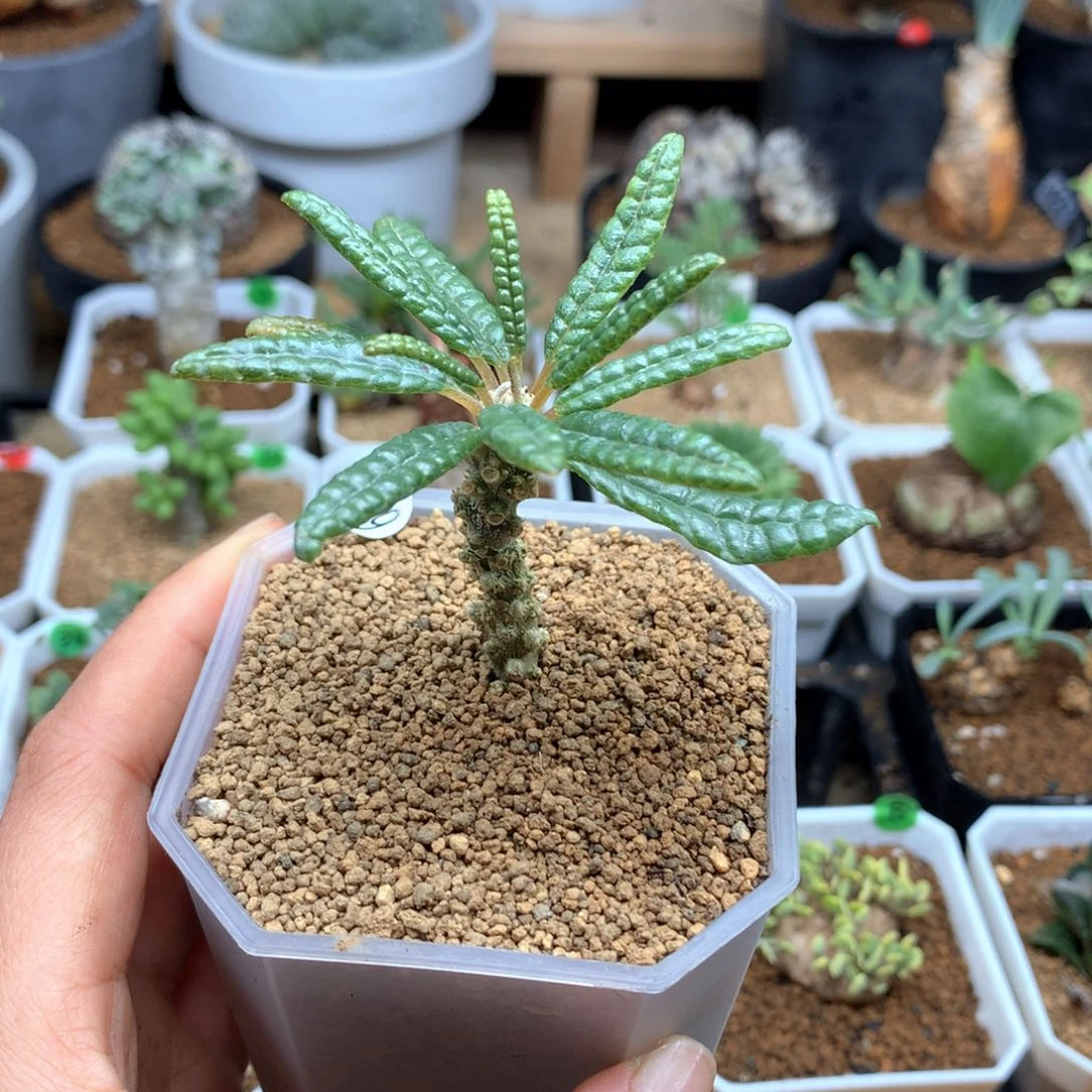 M*G319号带盆多肉泡泡