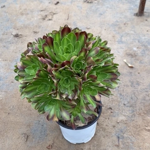 韶华中斑多肉植物025