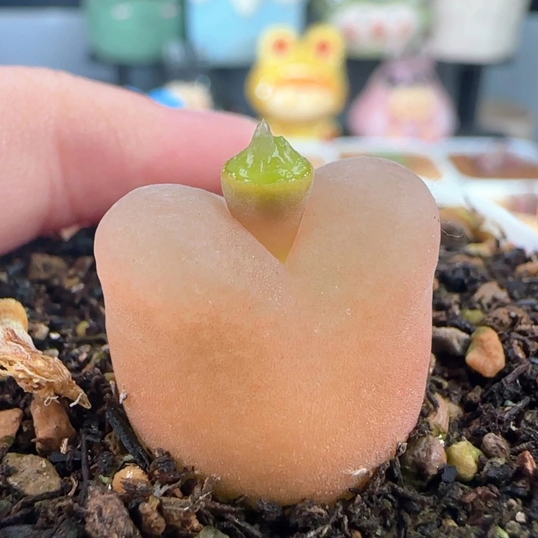 1338/尺寸1.7/水蜜桃/