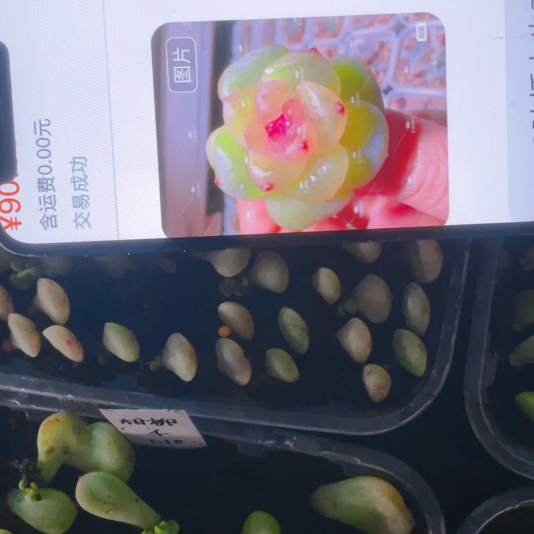 风花240 芝麻苗一个满25包邮