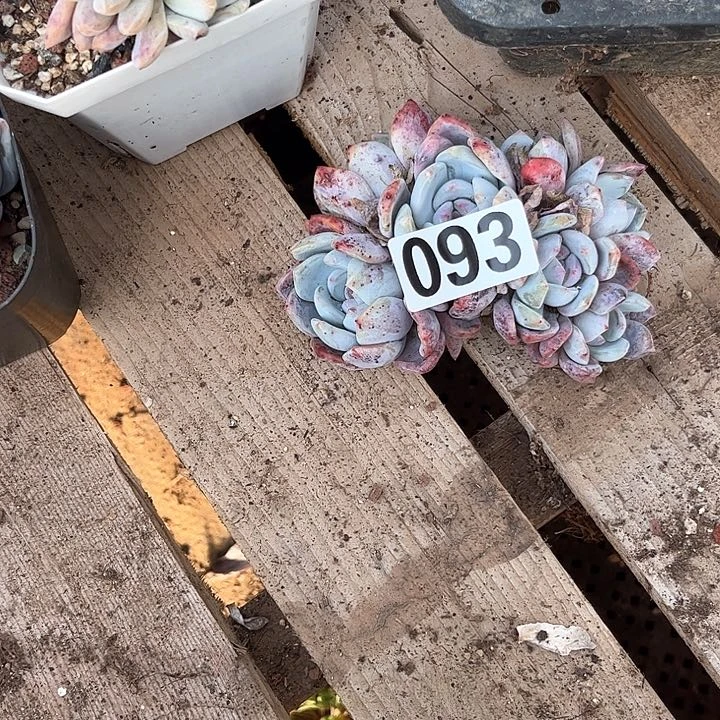 琉*多肉植物一物一拍