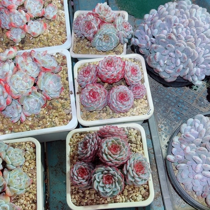 精品多肉植物老桩随机发一棵天鹅绒