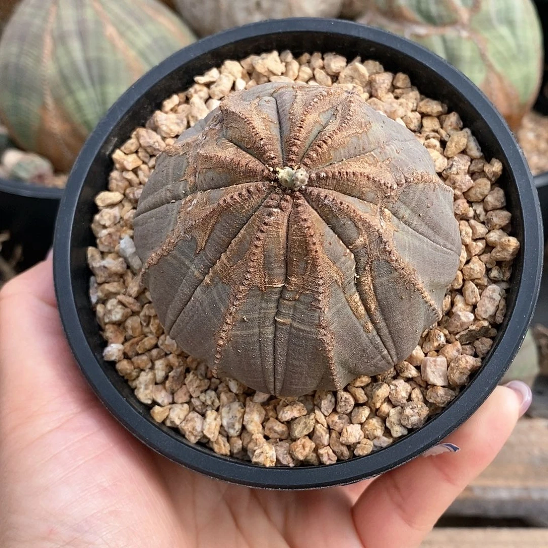 欧系实生布纹球多肉植物