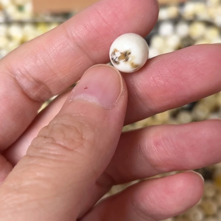 蜜蜡未镶嵌裸石10mm一个
